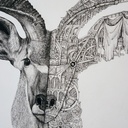 ARDIF - Antilope - 2020 - 1
