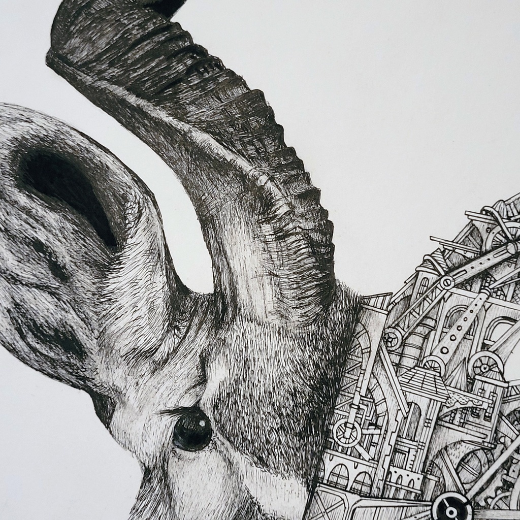 ARDIF - Antilope - 2020 - 4