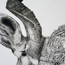ARDIF - Antilope - 2020 - 4