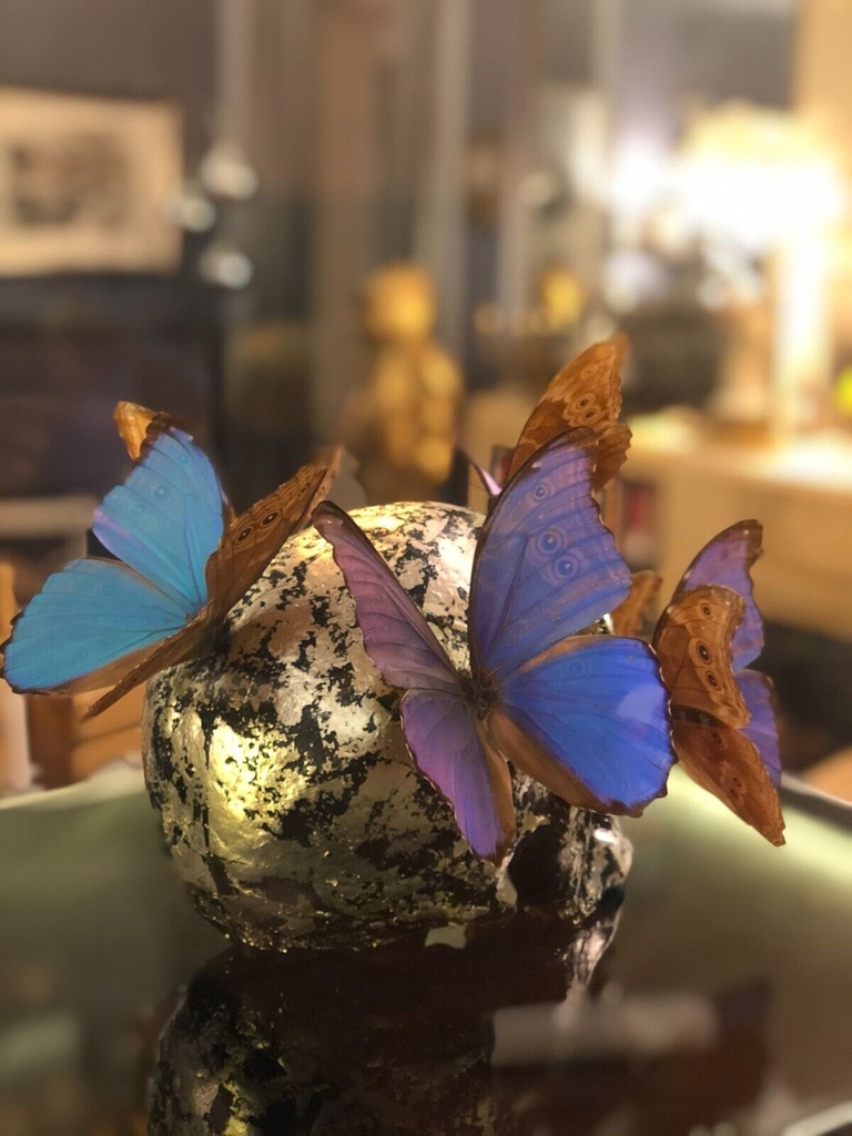 Vanité aux papillons