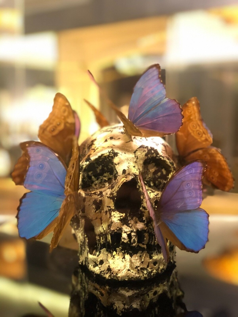 Vanité aux papillons