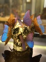Vanité aux papillons
