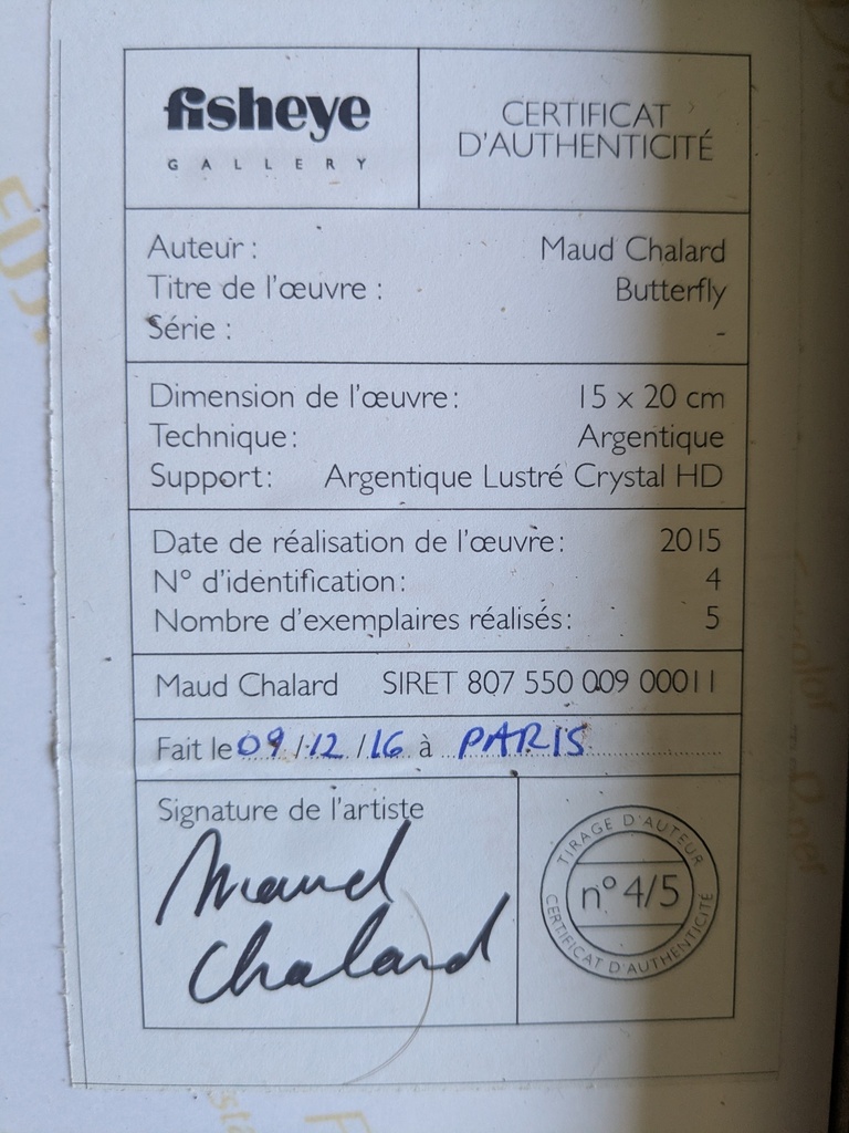 Butterfly