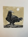 Faucon & Aguila