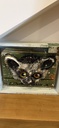 Tiny Lemur in a box