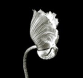 Claudia Mojica Sorbac - Variation on a poppy - 2000 - 1