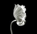 Claudia Mojica Sorbac - Variation on a poppy - 2000 - 1