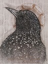 Étourneau