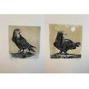 Faucon & Aguila
