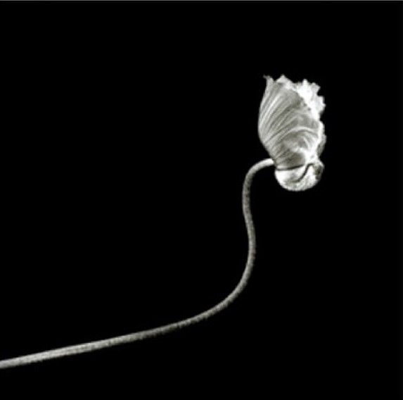Variation on a poppy
