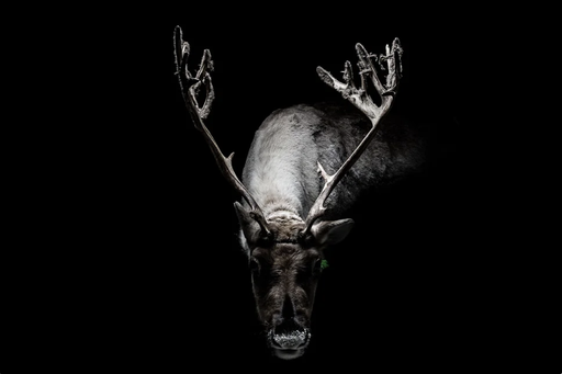 Gods and Beast
