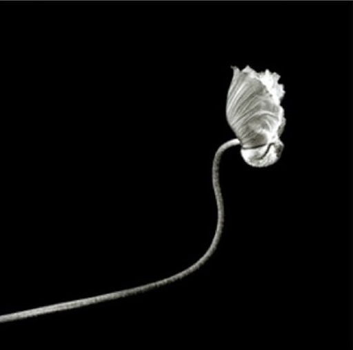 Variation on a poppy